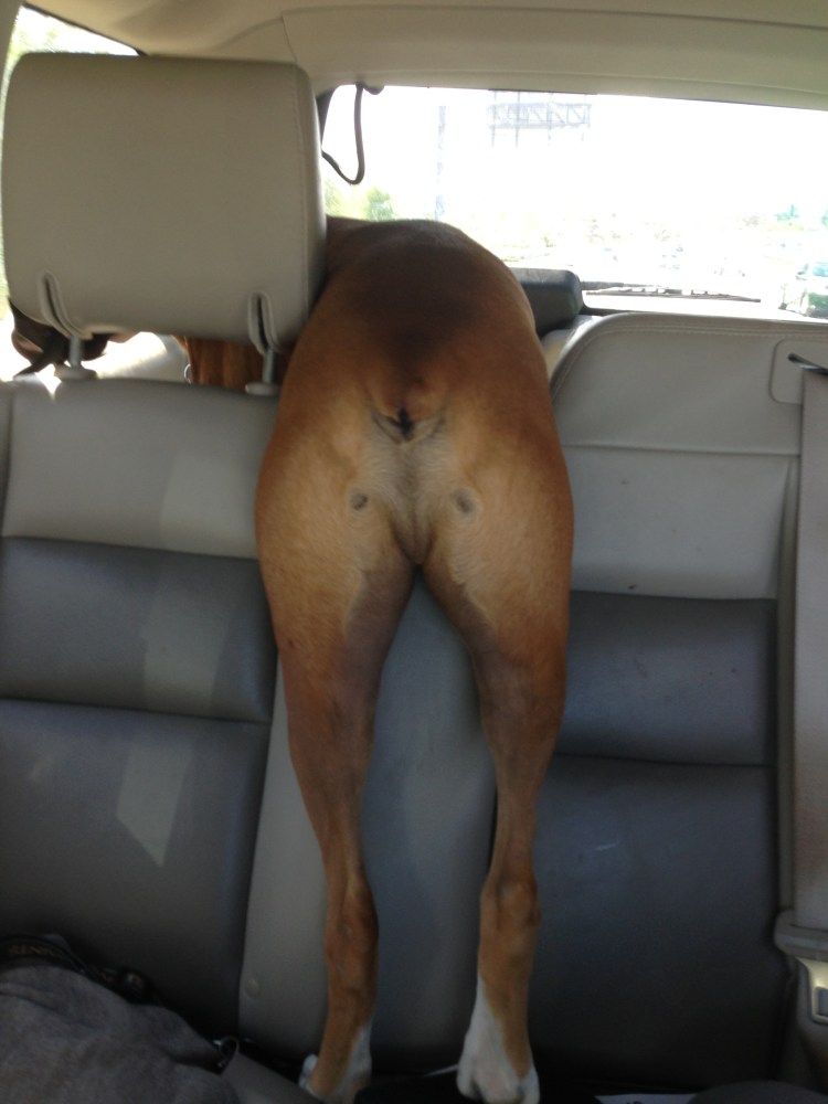 Oscar, #AtoZchallenge 2015