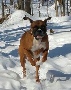 Oscar Running to the A to Z challenge 2015