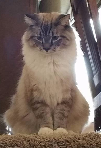 #AtoZchallenge 2017 Jungle Boogie and Jackson